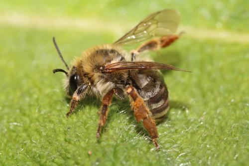 Réf. 297 309 : Eucera nigrescens